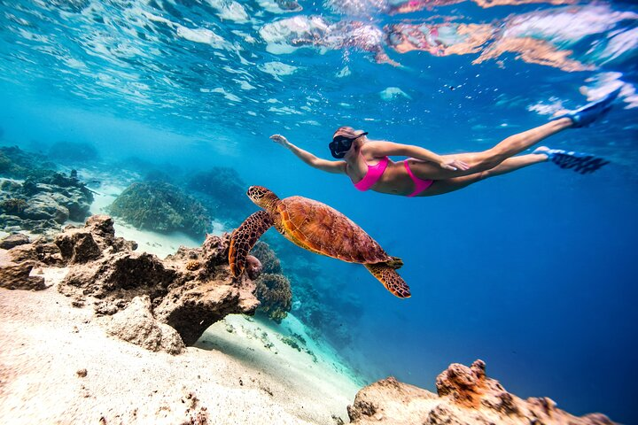 Swimming with turtles Cook islands with Charlotte Piho